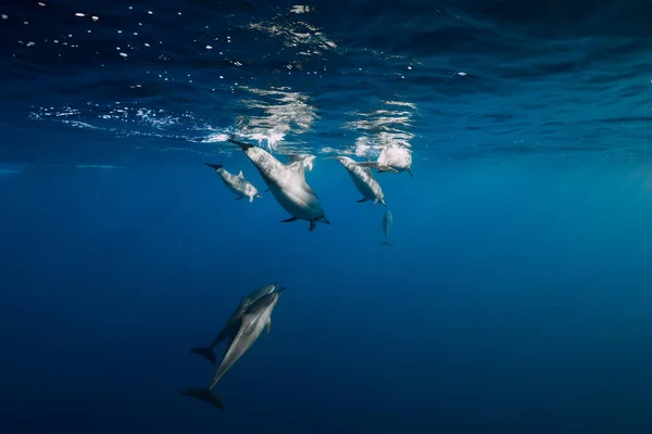 Spinner Dolphins Underwater Blue Ocean Dolphins Dive Indian Ocean — 图库照片