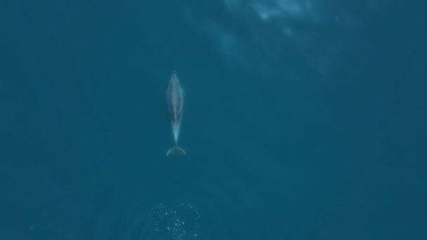 Aerial View Bottlenose Dolphin Blue Sea Dolphin Black Sea — Stock Video