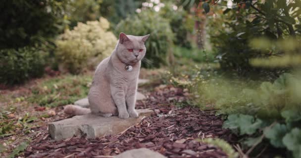 Cute Szkocki Kot Siedzi Kamieniu Ogrodzie Scottish Kot Spacery Świeżym — Wideo stockowe