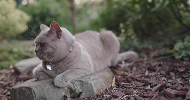 Σκωτσέζικη Γάτα Στον Κήπο Γκρι Σκωτσέζικη Γάτα Εξωτερική — Αρχείο Βίντεο