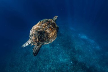 Deniz kaplumbağası derin okyanusta süzülür. Su altında güzel yeşil deniz kaplumbağası