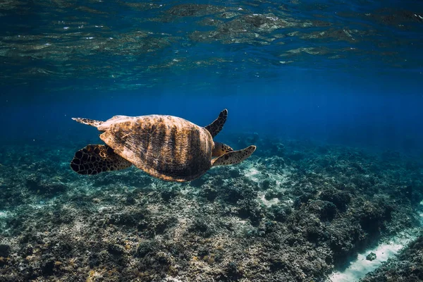 Sea Turtle Glides Deep Ocean Beautiful Green Sea Turtle Underwater — Stock Photo, Image