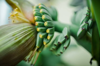 Bahçede meyveli Japon muz bitkisi