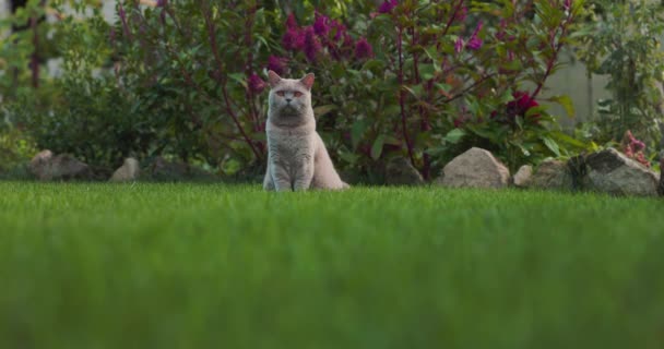 Lindo Gato Escocés Sentado Césped Jardín Casa Gato Escocés Aire — Vídeos de Stock