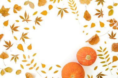 Sonbahar çerçeve kompozisyonu, beyaz arka planda düşme yaprakları ve balkabakları. Şükran Günü konsepti. Düz yatış, üst görünüm