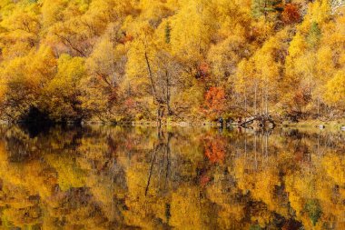 Yansımalı dağ gölü ve parlak sonbahar ağaçları. Sonbahar manzarası
