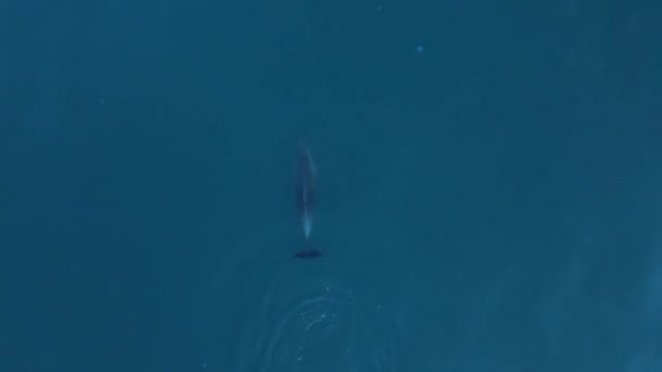 Aerial View Bottlenose Dolphins Sea Aquatic Animal Black Sea — Stock Video