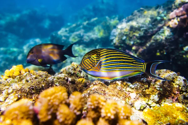 Colored fish and corals in the ocean