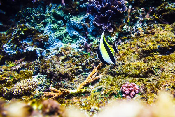 Красиві корали і риби в тропічному морі — стокове фото