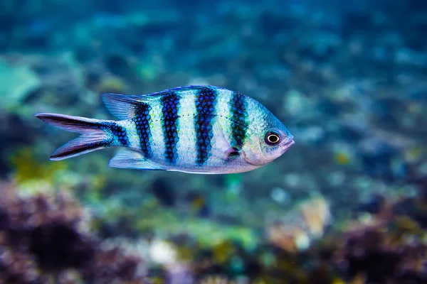 Wunderschöne Korallen und Fische im tropischen Meer — Stockfoto