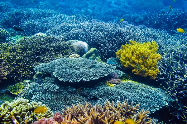 Beaux coraux et poissons dans la mer tropicale — Photo