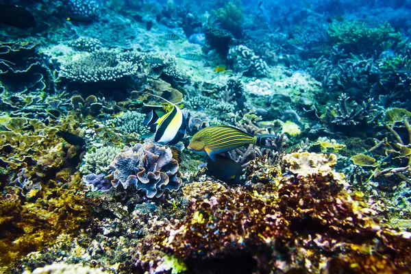 Güzel mercan ve tropikal denizde balık — Stok fotoğraf
