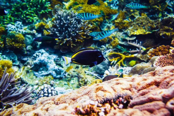 Hermoso coral y peces en el mar tropical —  Fotos de Stock