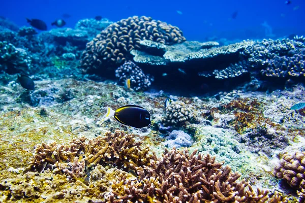Belos corais e peixes no mar tropical — Fotografia de Stock