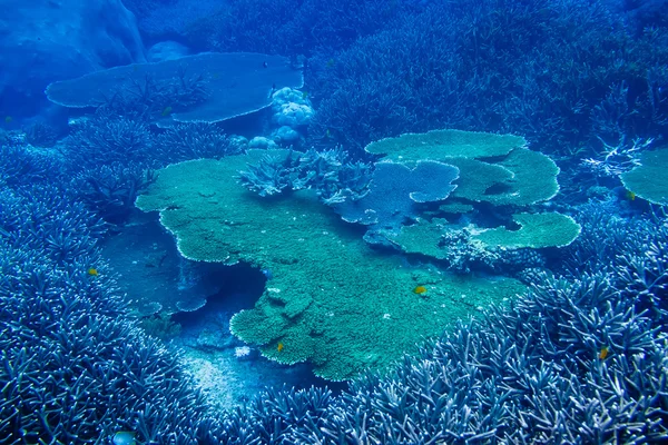 Belos corais e peixes no mar tropical — Fotografia de Stock
