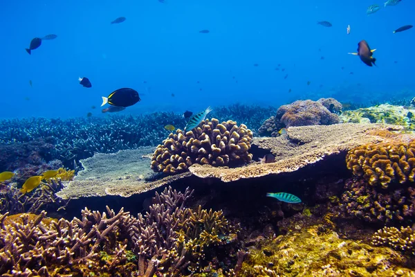 美しいサンゴ礁と熱帯の海の魚 — ストック写真