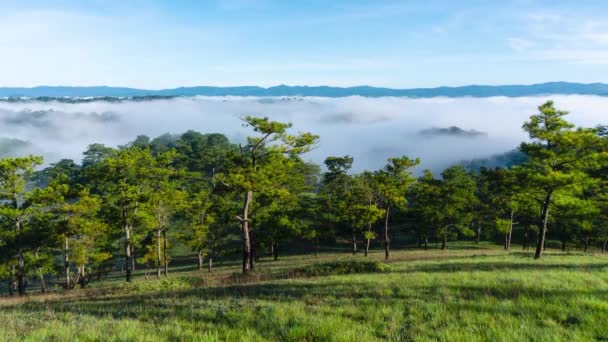 Lapso Tempo Nevoeiro Enevoado Soprando Sobre Colina Com Floresta Pinheiros — Vídeo de Stock