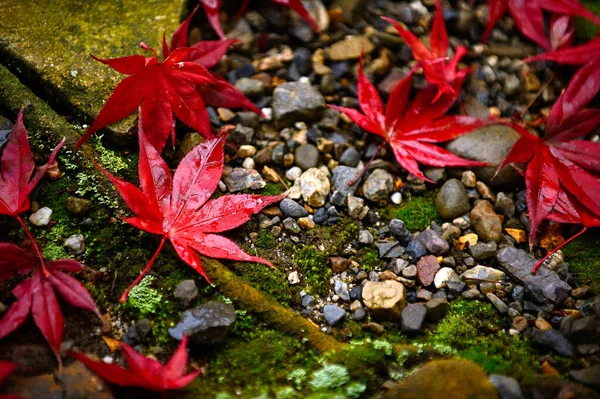 Bright red maple leaf close up On the ground there are small rocks and green moss. In the autumn forest in Japan, the leaves look soaked with water.