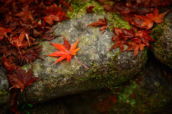 Uma Folha Bordo Vermelha Brilhante Rocha Rodeada Por Folhas Que — Fotografia de Stock