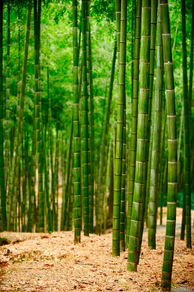 The bamboo forest is bright green. The trunk is tall and long, vertical image. See the floor and stem with yellow dry bamboo leaves all over the area.