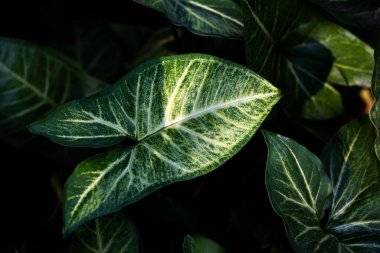 Tricolor Nephthytis veya Sengonium podophyllum, kalp şeklinde yeşil yapraklar, güzel desenli yaprak kapakları, dramatik sanat tonları. Dekorasyon için arka plan olarak kullan.