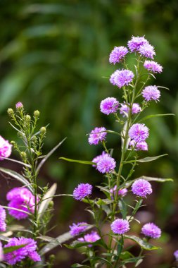 Aster Novi-belgil L., veya Michaelmas Daisy.Yaprakları ve yaprakları olan pembe çiçekler, yan görüş. Arka plan yeşil bir bahçe, dekorasyon ve arka plan olarak kullanılıyor..