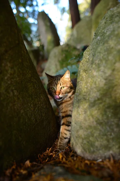 Tabby Orange Caché Derrière Gros Rocher Dans Forêt Chat Sortait — Photo