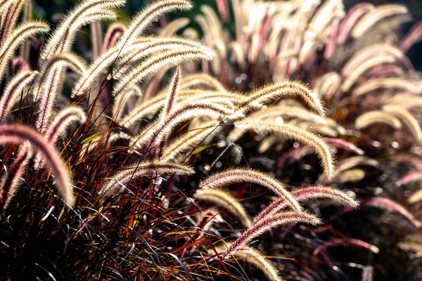 Brown Meadows Sway Evening Breeze Sun Came Shoot Backlit Effect — Stock Photo, Image