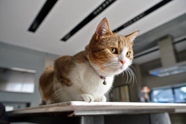 Erkek İskoç katlı beyaz çizgili, üç renk, masada oturuyor, dinleniyor..