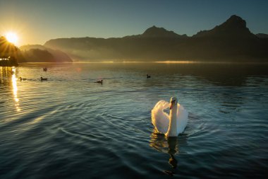 Sabahları, güzel güneş kuğu ve kümes hayvanlarının üzerinde parlıyor. Güzel bir resim..