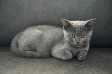 İngiliz Shortair Cat, turuncu gözlü mavi-gri renkli. Otur ve karanlık koltukta dinlen..