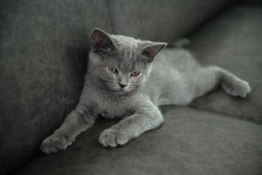 İngiliz Shortair Cat, turuncu gözlü mavi-gri renkli. Karanlık kanepede uzanmış, aşağıya bakıyordu..