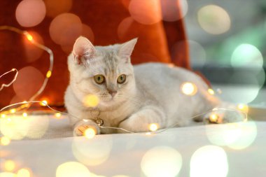 İngiliz steyşın kedi yavrusu gümüş rengi. Bir sürü küçük ışıkla dekore edilmiş bir yatakta yatıyor. Noel konseptinde güzel bir bokeh oluşturuyor..