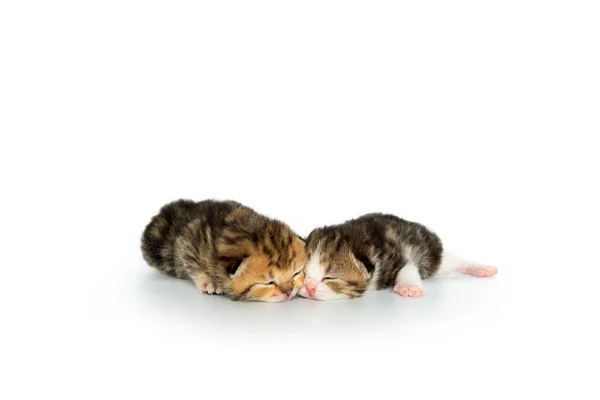 Newborn Kitten Just Opened Her Eyes Two Scottish Fold Cat — Stock Photo, Image