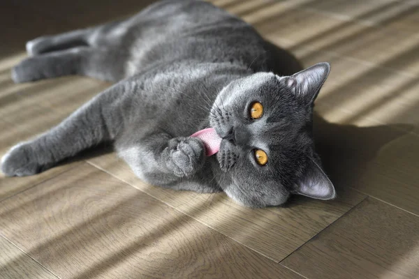 Britânico Gato Shorthair Cor Azul Com Olhos Alaranjados Descansando Chão — Fotografia de Stock
