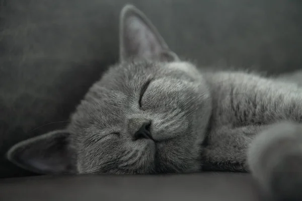 Close British Shorthair Cat Blue Color Sleeping Happily Dark Sofa — Stock Photo, Image