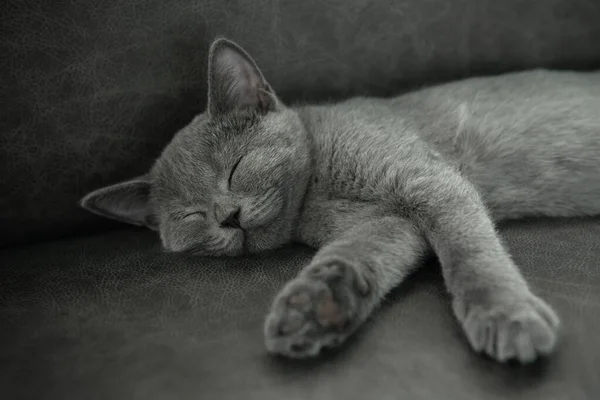 Zblízka Britská Krátkosrstá Kočka Modrá Barva Šťastně Spí Tmavé Pohovce — Stock fotografie