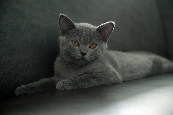 British Shorthair Cat Blue Gray Color Orange Eyes Lying Dark — Stock Photo, Image