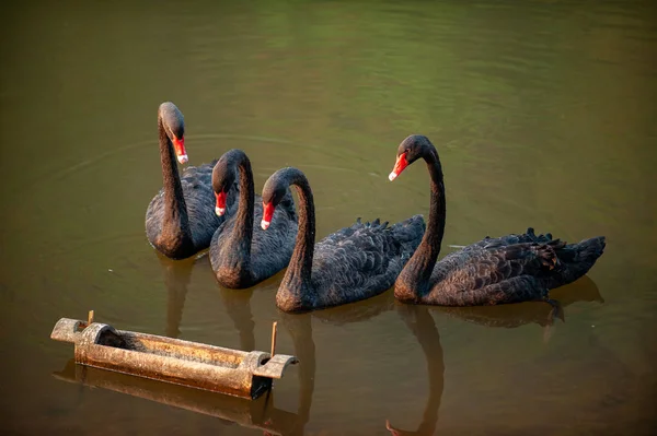 Gruppe Schwarzer Schwäne Schwimmt Zum Essen Bambus Kantine — Stockfoto