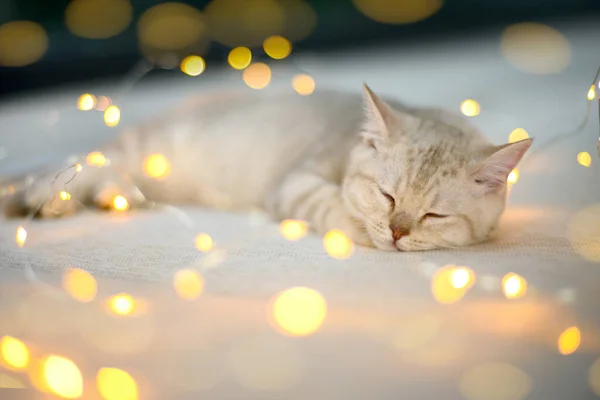 Warna Perak Kucing Pendek Inggris Sedang Tidur Tempat Tidur Dihiasi — Stok Foto