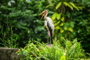 Boyalı leyleğin (Mycteria leucocephala) sarı bir gagası ve uzun bacakları vardır, kayaların üzerinde durur ve geniş bir ağzı vardır. Hayvanat bahçesindeki arka plan yemyeşil bir orman bahçesi..