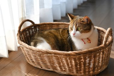 Erkek İskoç katlı beyaz çizgili, üç renkli, sepetin içinde sabah yatarken, ışık camdan içeri doğru parlıyordu..