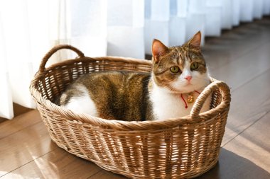 Erkek İskoç katlı beyaz çizgili, üç renkli, sepetin içinde sabah yatarken, ışık camdan içeri doğru parlıyordu..