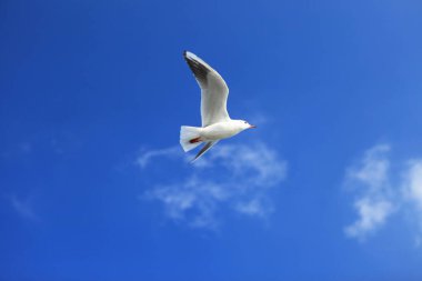 Tek bir martı gündüzleri gökyüzünde uçarak kanatlarını açıyor..