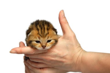 Beyaz arka planda turuncu çizgili bir İskoç kedisini elinde tutan kadın..