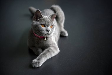 İngiliz Shortair Cat, turuncu gözlü mavi-gri renkli. Oturuyor ve dinleniyor siyah zeminde yan tarafa bakıyor..