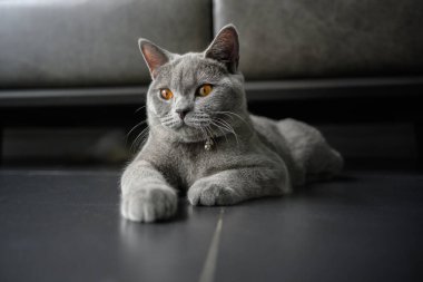 İngiliz Shortair Cat, turuncu gözlü mavi-gri renkli. Oturuyor ve dinleniyor siyah zeminde yan tarafa bakıyor..