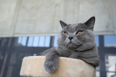 İngiliz Shortair kedisi mavi-gri renk ve turuncu gözler, saf ve güzel cins yumuşak bir yatakta rahatça oturuyor ve sola bakıyor..