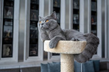 İngiliz Shortair kedisi mavi-gri renk ve turuncu gözler, saf ve güzel cins yumuşak bir yatakta rahatça oturuyor ve sola bakıyor..