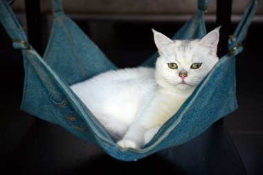 İngiliz Shortair melezi, gri-beyaz çizgili, mavi gözlü Mavi kot bir beşiğin üzerinde dinlenen güzel bir kedi ve iyi bir soy ağacı.